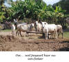 Cambodja,