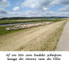 Kudde schapen