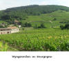 Vignoble en Bourgogne