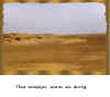 Thar-woestijn, warm en droog.jpg (592980 bytes)