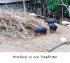 Laos,