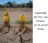 Woestijnbloemen
