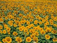 Zonnebloemen in Toscanie