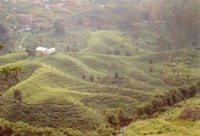 Thee plantages in Sri Lanka