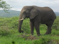 Afrikaanse olifant