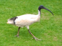 Indische witte Ibis