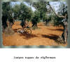 Spanje, fietsen tussen olijfbomen.jpg (805054 bytes)