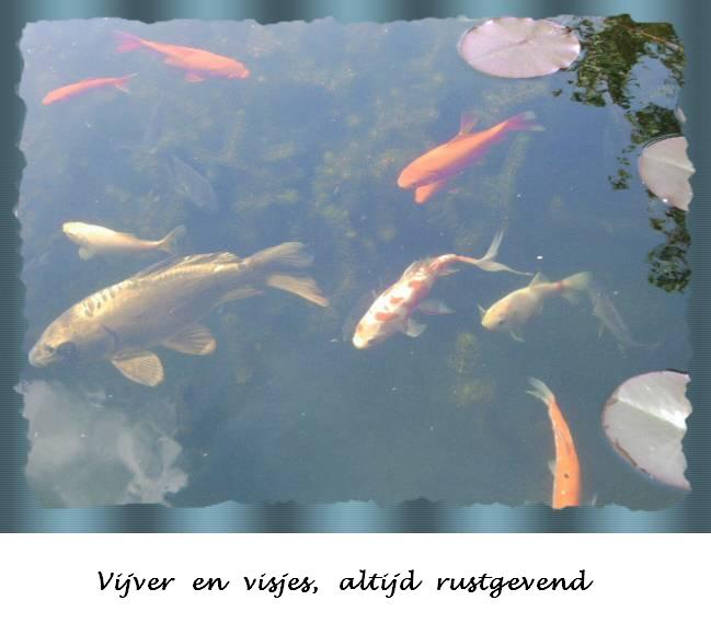 Visjes in de vijver