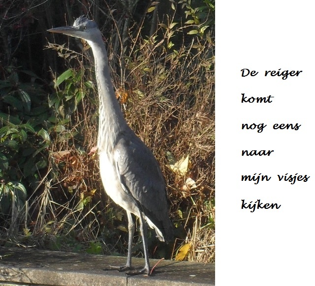 Blauwe reiger