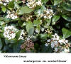 Viburnum Tinus