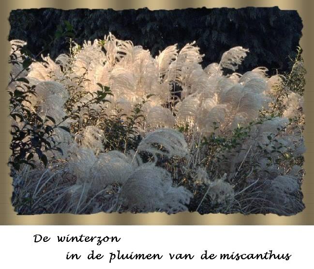 Winterzon in de miscanthus