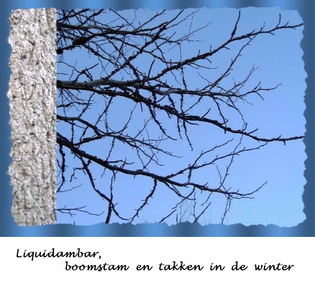 Liquidambar, stam en takken