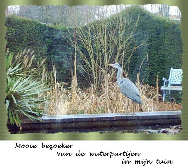 Blauwe reiger