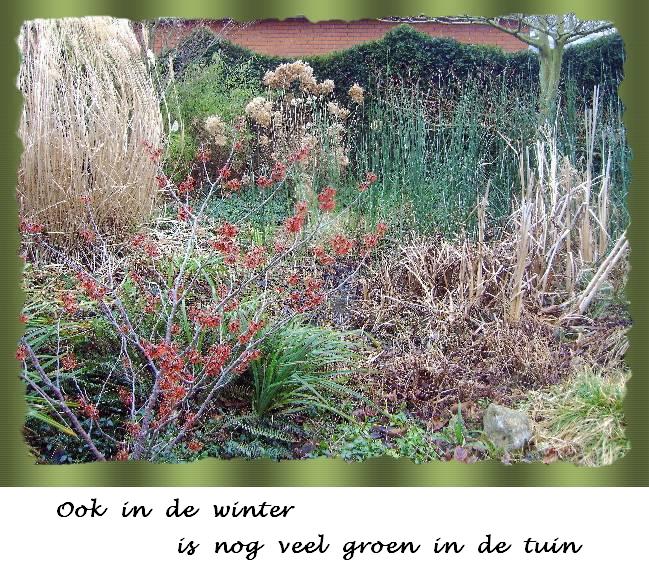 Groen in de winter