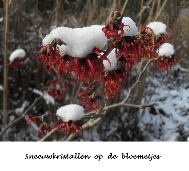 Sneeuwkristallen op de bloemetjes