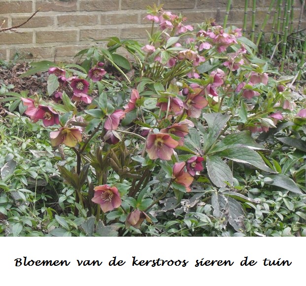 Helleborus - Kerstroos, een vroege bloeier