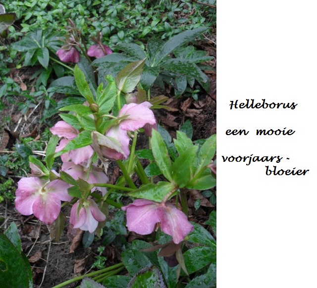 Helleborus, voorjaarsbloeier
