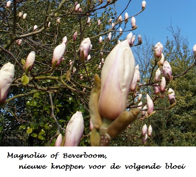 Magnolie - Beverboom, nieuwe knoppen