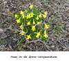 Krokus in de sneeuw