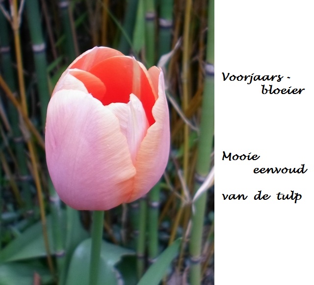 Lente, knoppen