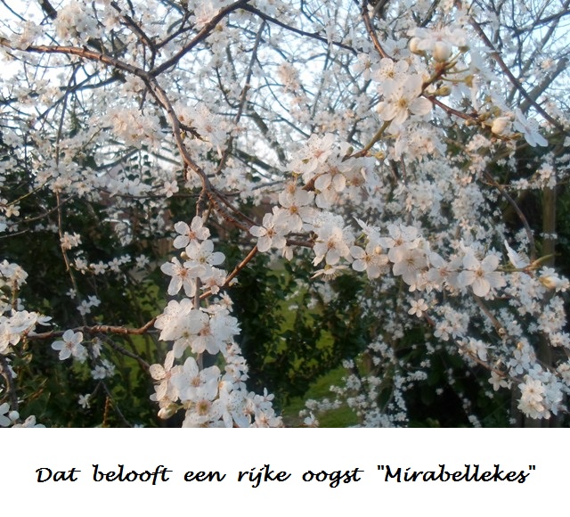 Mirabellekes