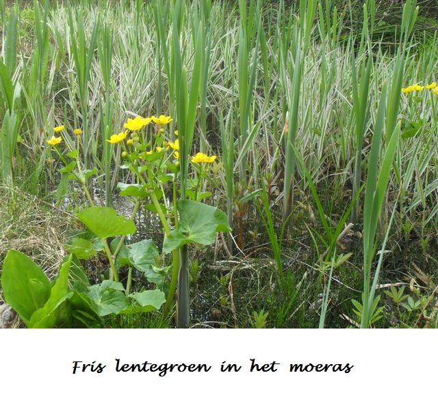 Moeras, fris lentegroen