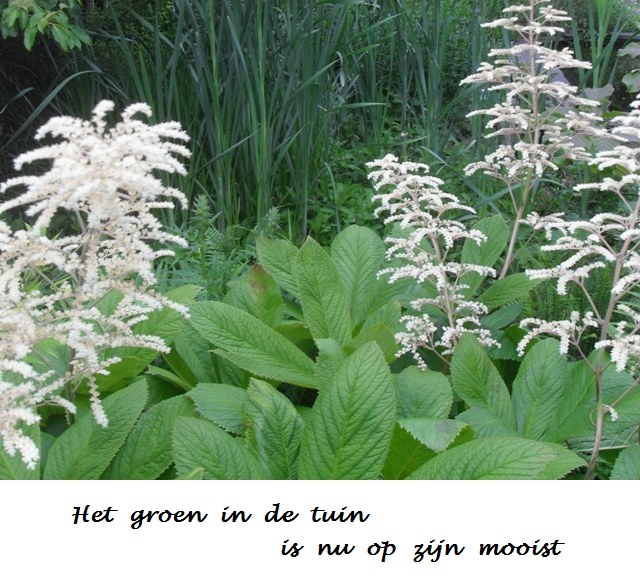 Groen in de tuin