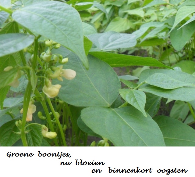 Groene boontjes