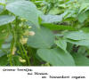 Groene boontjes in de tuin