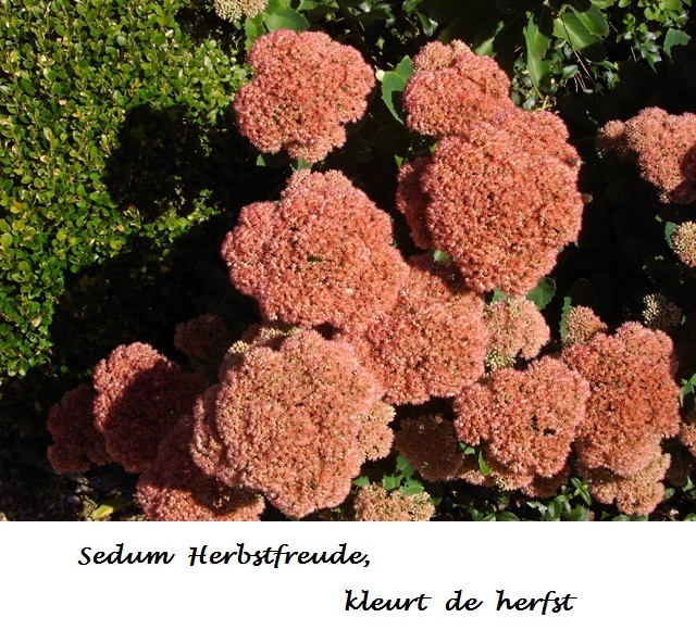 Sedum Herbstfreude