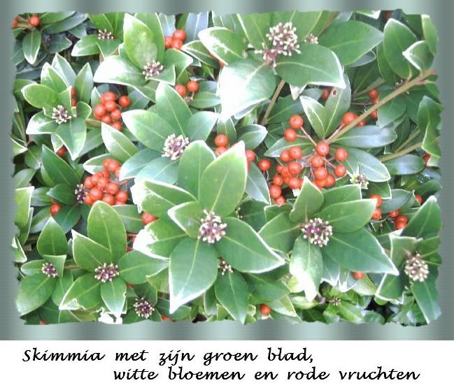 Skimmia, groen, rood, wit