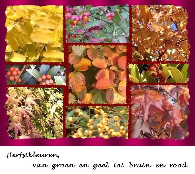 Alle herfstkleuren