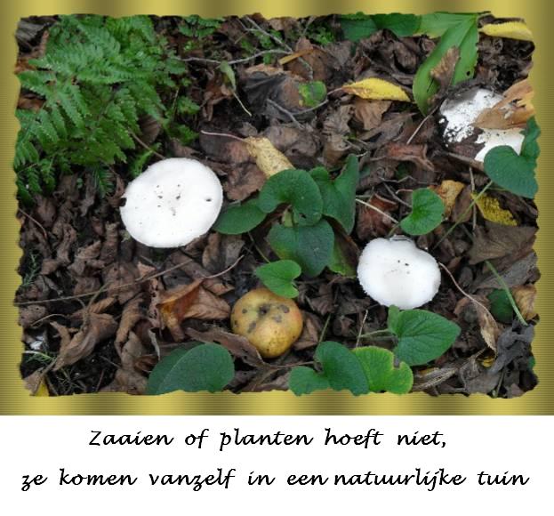 Paddestoelen in de tuin