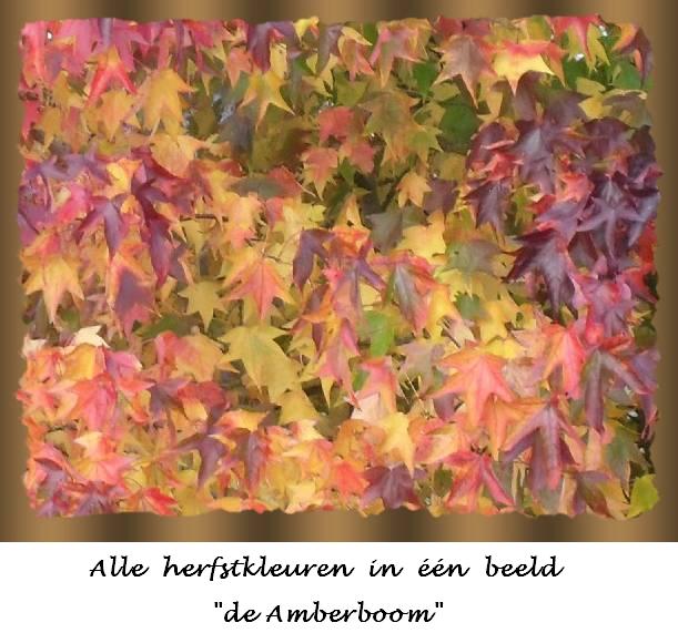 Herfstkleuren amberboom