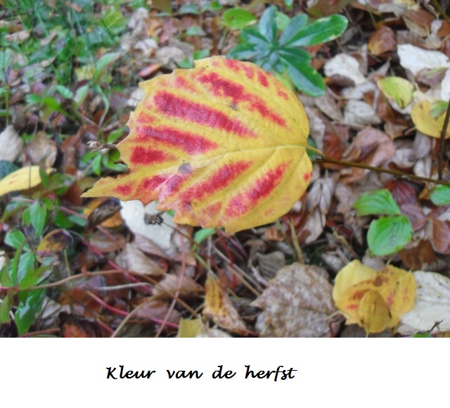 Kleur van de herfst