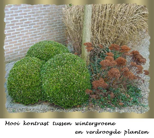 Winterse kleuren in de tuin