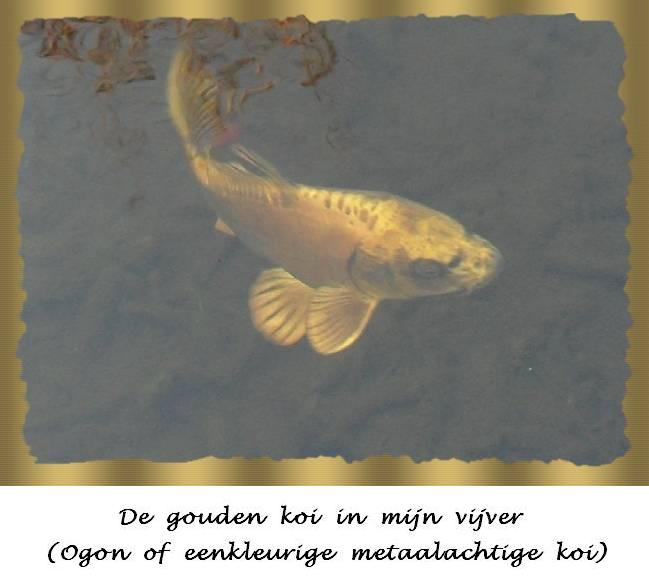 Ogon, de gouden koi