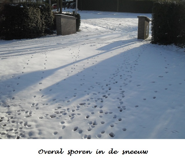 Sporen in de sneeuw