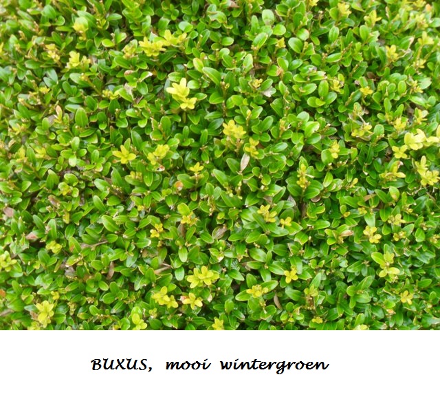 Buxus, wintergroen