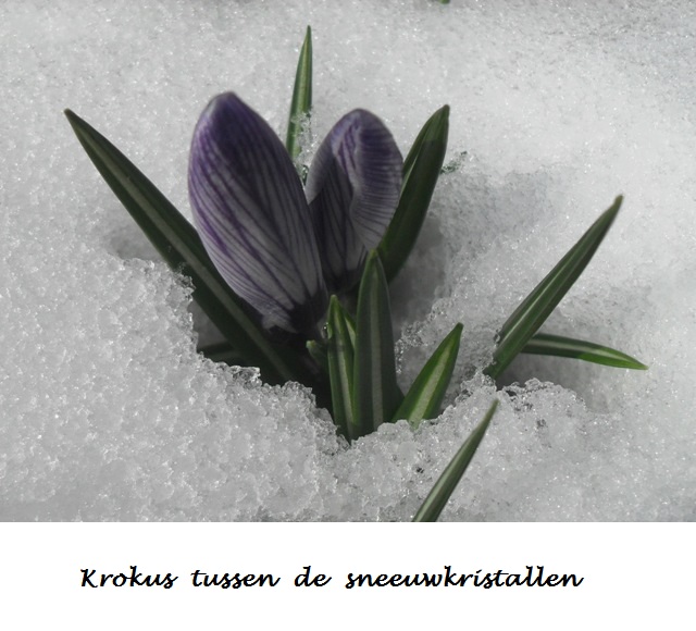 Krokus in de sneeuw