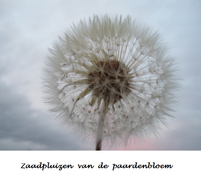 Paardenbloem