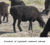 Karakul schaap