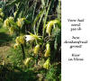 Vietnam,