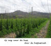 Hoppestreek