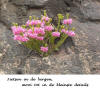 Natuur in detail