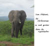 Afrikaanse Olifant