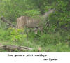 Nyala antilope