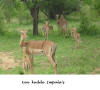 Kudde impala's