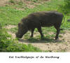 Warthong of knobbelzwijn