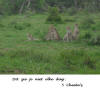 Cheeta's